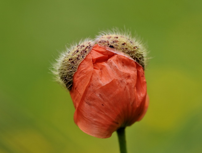 Un papavero eccentrico...